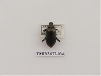 藏品(偽步行蟲)的圖片